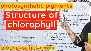 Role of pigments in photosynthesis  Chlorophyll and carotenoids class 11 Bioenergetics urduhindi [upl. by Broida]