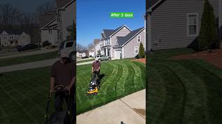 Lesco fertilizer  GCI turf type tall fescue  cub cadet  Toro striping kit  second cut front yard [upl. by Leavy]