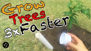 How to plant a tree so that it grows 3 times faster Root training method [upl. by Rustie]