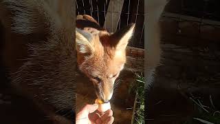 2161 Дикая лиса Маркиза вечерний полдник WildRedFox animals shorts [upl. by Parrish]