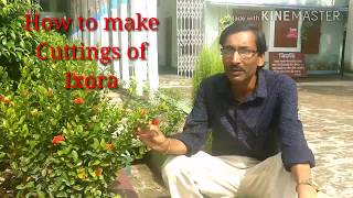 How to make Cuttings of Ixora Plant [upl. by Bartlet]