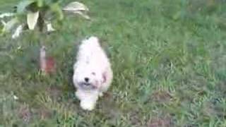 A funy video of Lhasa Apso [upl. by Fleece]