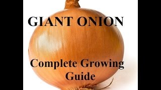 How To Grow Big Onions  Complete Growing Guide [upl. by Sheba166]