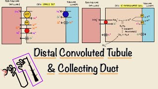 Distal Convoluted Tubule DCT  Collecting Duct  Nephron Transport  Renal Physiology [upl. by Eciened]