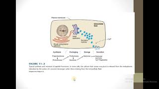 Peptide Hormones  Synthesis And Secretion [upl. by Akimehs]