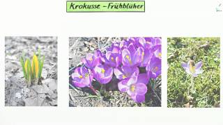 Die verschiedenen Krokusarten  Biologie  Biologie der Pflanzen und Pilze Mittelstufe [upl. by Ynatil889]