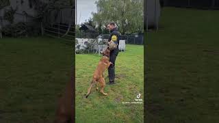 BELGIAN MALINOIS DOUBLE VILLAN ATTACK belgianmalinois mali bitework workingdog psa malinoispup [upl. by Eelac]