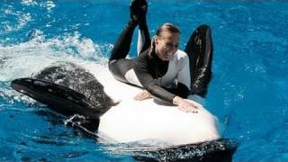 SeaWorld Trainers in the Water with Killer Whales [upl. by Wellesley]