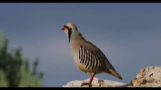 Chukar  Alectoris chukar [upl. by Schechinger253]