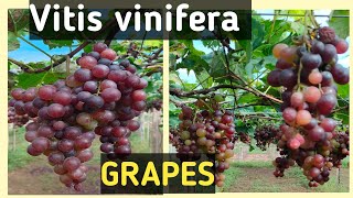 GrapesVitis viniferaCommon Grape vinevaigamtb4bs [upl. by Faustena611]