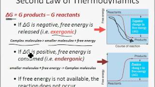 Energy Enzymes and Metabolism [upl. by Jordanna]