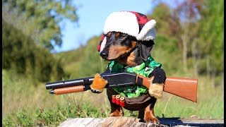 Oakley the Dachshund Goes DUCK HUNTING  Cute Dog Hunting Costume [upl. by Ynalem]