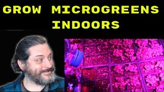 How To Grow Microgreens Indoors [upl. by Idnarb185]