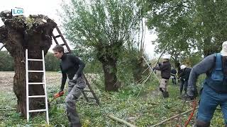 Wilgen knotten met De Knotgroep van IVN Nuenen [upl. by Dolores]