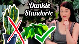 9 Pflanzen für dunkle Standorte  philodendron efeutute anthurium uvm [upl. by Pucida]