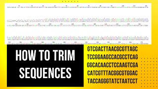 How to Edit Forward and Reverse DNA Sequence Quality Trimming through BioeditDrZahidMumtaz [upl. by Amelia]