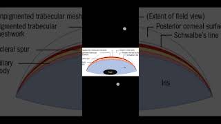 Anterior chamber angle  STSCMnemonic [upl. by Connolly]