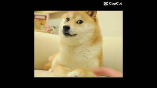 Doge meme [upl. by Petite]