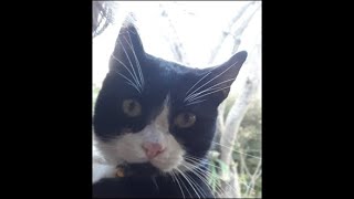 Pet TV  Cat Cam  Jungle Cat pettv [upl. by Simeon734]