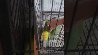 WHEN YOUR PARROT WANTS THERE BACK SCRATCHED parrot cuteanimals pets funnyvideo birds trending [upl. by Kcirddahc539]