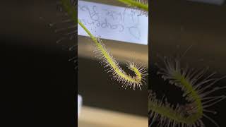 My drosera capensis alba curling around some prey [upl. by Alyled]