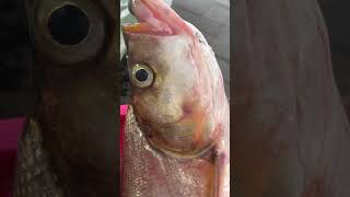 Pure Ussuri River wild whitefish​ fishing fish i [upl. by Cutty]