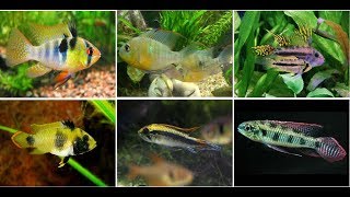 Beautiful Dwarf Cichlids Fish For Aquarium [upl. by Nylegna]