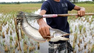 Fishing টেটা দিয়ে বিল থেকে বোয়াল মাছ শিকার।Catch Bowl fish from flood water [upl. by Diba]