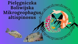 Pielęgniczka Boliwijska Mikrogeophagus altispinosus podstawowe informacje [upl. by Orodoet]