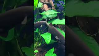 Elephant Nose Fish short fish beautiful animals [upl. by Bordie]