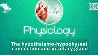 L 2 pituitary gland hypothalamo hypophyseal connection physiology [upl. by Irisa732]