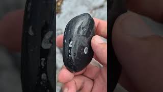 Goniatite fossils in shoreworn stormbeach pebble County Clare Ireland [upl. by Baiel273]