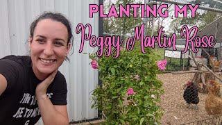 Planting Climbing Roses  Peggy Martin Rose [upl. by Uokes]