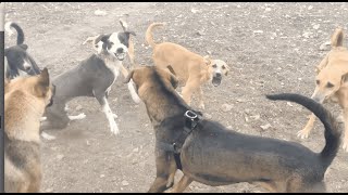 DOGS FIGHT FOR MATING  WINNER GET THE FEMALESEE WHAT HAPPENS NEXT [upl. by Cade735]