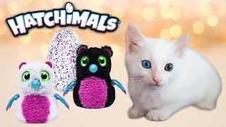 I FOUND a RARE HATCHIMAL Target Exclusive Bearakeet Hatchimals [upl. by Paapanen553]