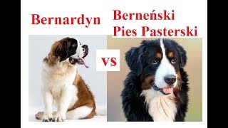 Bernardyn a Berneński Pies Pasterski  PORÓWNANIE RAS [upl. by Schramke]