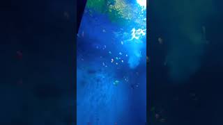 dwarka water park fish tank nagpur  Marathi vlogs  Swanandi vlogs shorts [upl. by Reidar]