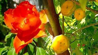 ROSE CACTUS  PERESKIA BLEO ANTI CANCER FRUIT  WITH BEAUTIFUL FLOWERS [upl. by Dlanod]