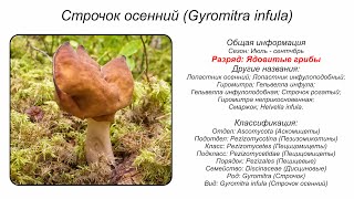 Строчок осенний Gyromitra infula [upl. by Cammie]