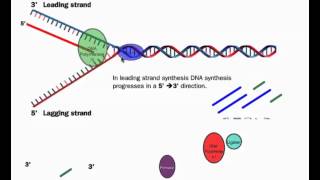 DNA Replication HL Details IB Biology [upl. by Yuzik765]