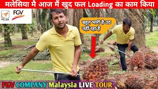 Malaysia Fgv plantation company Mai khud Loading keya  बहुत भारी फल होता है 🥵 [upl. by Am]