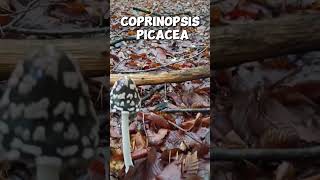 Coprinopsis picacea shorts [upl. by Adriano]