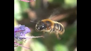 Gouden slakkenhuisbij Osmia aurulenta vrouwtje [upl. by Limaj]