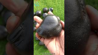 Shaligram sri surya varaha shaligram  shila gandaki river shaligram 💐💐 shorts short shortsfeed [upl. by Asilav]