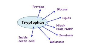 Tryptophan Niacin Synthesis Serotonin Melatonin Protein Series Mightymedicoz [upl. by Luis]