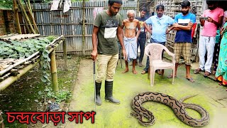 Russells viper Daboia russelii Deadliest venomous snake rescue Kamalpur manikchak [upl. by Eanej458]