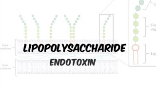 Lipopolysaccharide LPS Endotoxin  gramnegative bacteria in Hindiurdu [upl. by Dov]