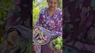 Brinjals వంకాయలు harvesting in my garden brinjal mygarden gardening shortvideo ytshorts [upl. by Hiroshi]