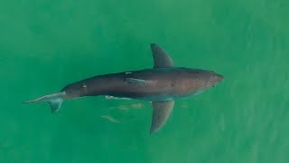 GREAT WHITE SHARK Drone observations [upl. by Anirahc]