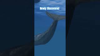 New Sperm Whale Clicks Discovery and Communication whale DocEdInsights [upl. by Maller]